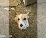 Small #4 Australian Shepherd Mix