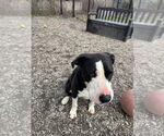 Small #5 Retriever  Mix