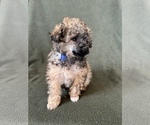 Small Photo #4 Poodle (Toy) Puppy For Sale in FREDERICK, MD, USA