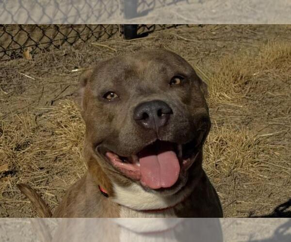 Medium Photo #2 Mutt Puppy For Sale in Fort Collins, CO, USA