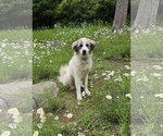 Small #3 Great Pyrenees Mix