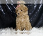 Small Photo #101 Maltipoo Puppy For Sale in WARSAW, IN, USA