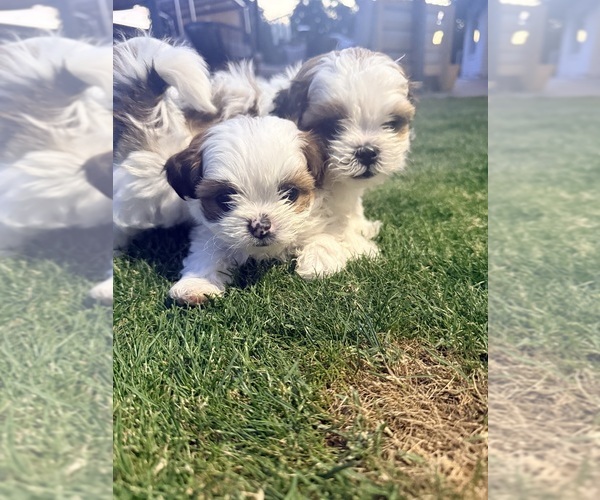 Medium Photo #1 Zuchon Puppy For Sale in MESA, AZ, USA