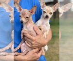 Small Photo #9 Chihuahua Puppy For Sale in Oakhurst, NJ, USA