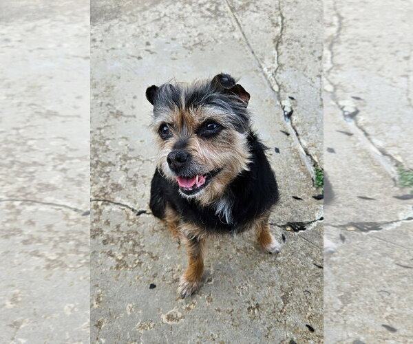 Medium Photo #3 Mutt Puppy For Sale in Arlington, VA, USA