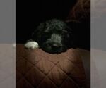 Small Photo #5 Goldendoodle Puppy For Sale in VONORE, TN, USA