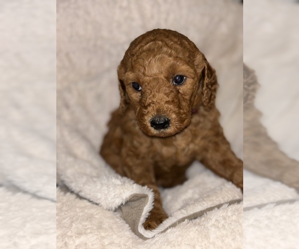 Medium Photo #7 Goldendoodle Puppy For Sale in OAKLAND GARDENS, NY, USA
