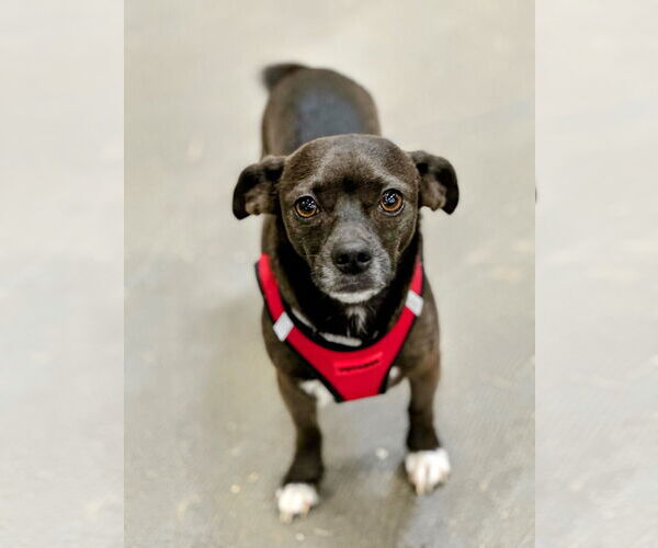 Medium Photo #1 Chihuahua-Unknown Mix Puppy For Sale in Rockaway, NJ, USA
