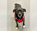Small Chihuahua Mix