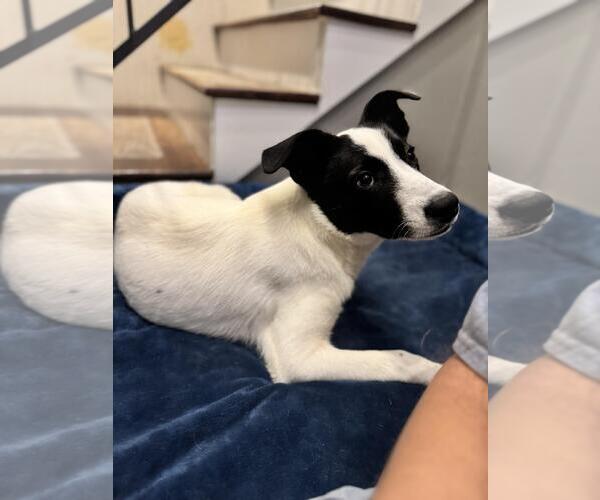 Medium Photo #6 Mutt Puppy For Sale in Yardley, PA, USA