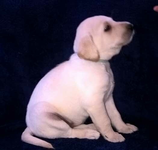 Medium Photo #1 Labrador Retriever Puppy For Sale in VEEDERSBURG, IN, USA