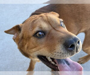 Chinese Shar-Pei-Unknown Mix Dogs for adoption in Tulsa, OK, USA