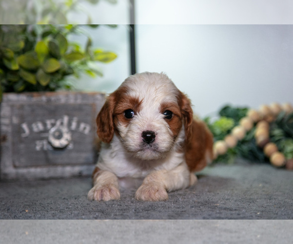 Medium Photo #15 Cavapoo (Miniature) Puppy For Sale in CAMDEN, MI, USA