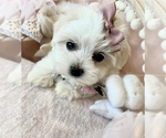 Image preview for Ad Listing. Nickname: Leah MALTESE