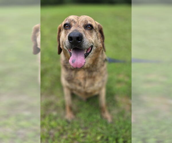 Medium Photo #3 Catahoula Leopard Dog-German Shepherd Dog Mix Puppy For Sale in Attalka, AL, USA