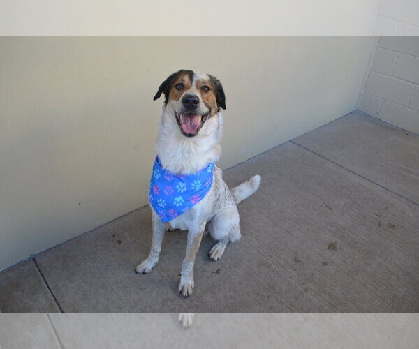 Medium Photo #3 Mutt Puppy For Sale in McKinney, TX, USA