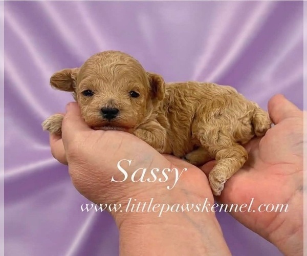 Medium Photo #1 Poodle (Toy) Puppy For Sale in WINNSBORO, LA, USA