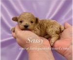 Small Poodle (Toy)