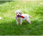 Small #13 Labrador Retriever