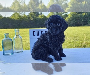 Poodle (Toy) Puppy for sale in COLLEGE STA, TX, USA
