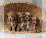 Small Photo #3 Cavapoo Puppy For Sale in BIRD IN HAND, PA, USA