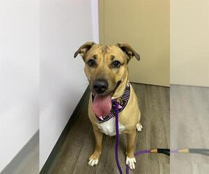 Shepradors Dogs for adoption in London, Ontario, Canada