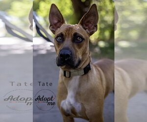 Tate - Male Boxer-Unknown Mix Dog for Adoption