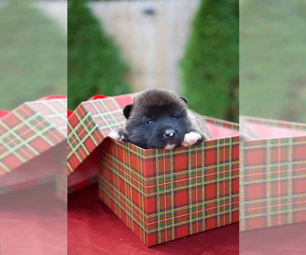 Medium Photo #2 Akita Puppy For Sale in LOUISVILLE, KY, USA