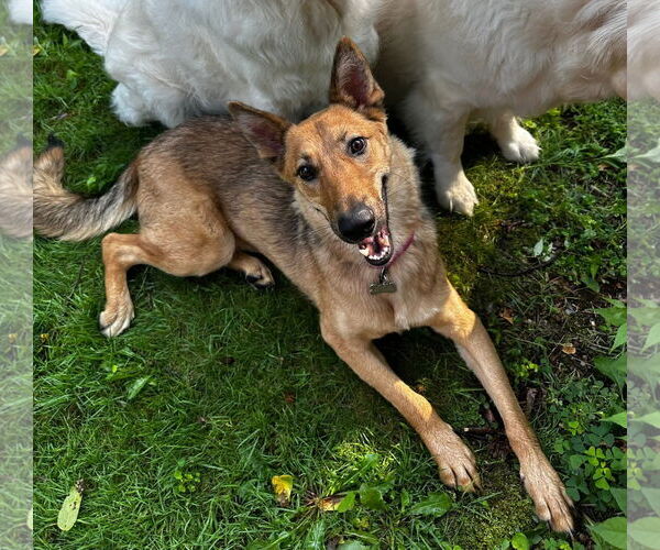 Medium Photo #2 German Shepherd Dog-Unknown Mix Puppy For Sale in Woodbury, NY, USA