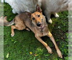 Small #1 German Shepherd Dog Mix