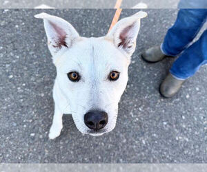 Mutt Dogs for adoption in Petaluma, CA, USA