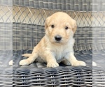 Small Photo #8 Goldendoodle Puppy For Sale in ELIZABETH, CO, USA