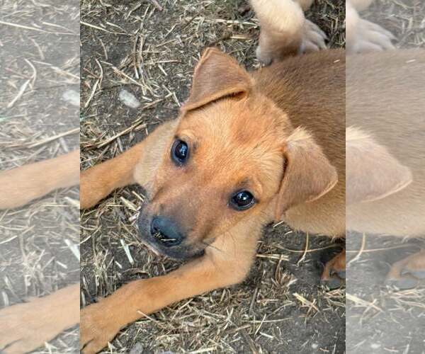 Medium Photo #2 German Shepherd Dog-Unknown Mix Puppy For Sale in MIDWAY, UT, USA