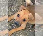 Small Photo #2 German Shepherd Dog-Unknown Mix Puppy For Sale in MIDWAY, UT, USA