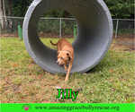 Small Photo #9 American Pit Bull Terrier-Unknown Mix Puppy For Sale in Milton, FL, USA