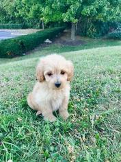 Goldendoodle (Miniature) Puppy for sale in FREDERICK, MD, USA