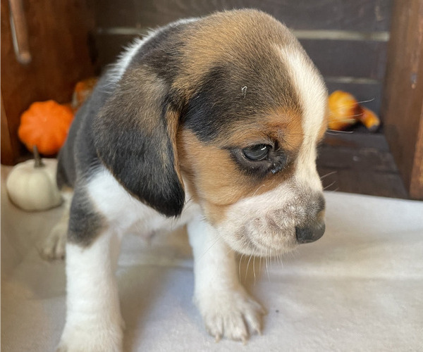 Medium Photo #3 Beagle Puppy For Sale in HOUSTON, TX, USA