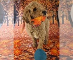 Small Photo #11 Poodle (Standard) Puppy For Sale in ROCKY MOUNT, VA, USA