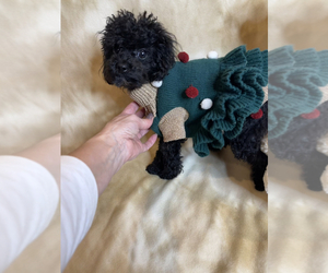 Poodle (Toy) Puppy for sale in FENTON, MI, USA
