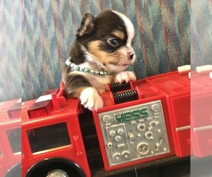 Chihuahua Puppy for sale in NEWVILLE, PA, USA