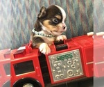 Image preview for Ad Listing. Nickname: AKC Brosnan