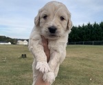 Puppy 1 Doodle-Golden Retriever Mix