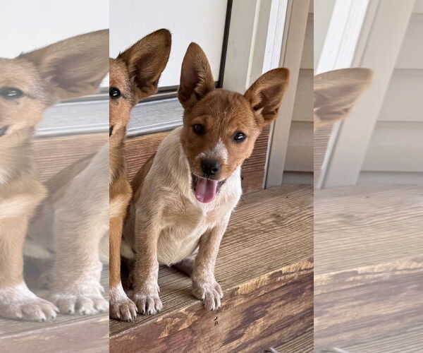 Medium Photo #3 Mutt Puppy For Sale in Hillsboro, MO, USA