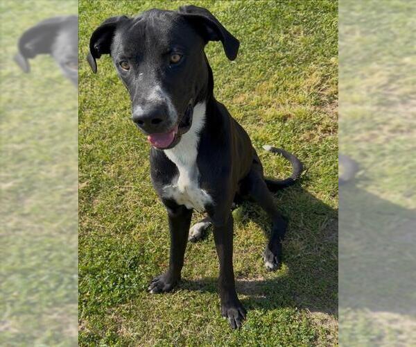 Medium Photo #3 Great Dane-Unknown Mix Puppy For Sale in Conroe, TX, USA