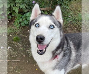 Siberian Husky Dogs for adoption in Canton, CT, USA