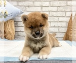 Small Photo #7 Shiba Inu Puppy For Sale in MANHATTAN, NY, USA