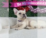 Puppy Canary French Bulldog