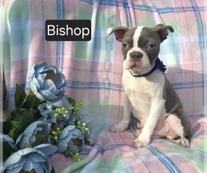Boston Terrier Puppy for sale in MINERAL WELLS, WV, USA