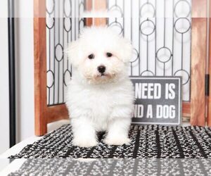 Bichon Frise Puppy for sale in NAPLES, FL, USA
