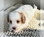 Small #18 Cavapoo (Miniature)